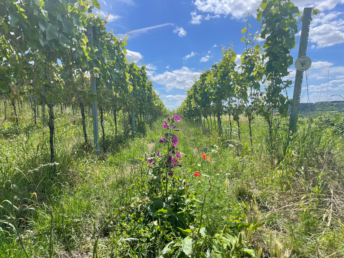 Was ist Biowein? Wie schmeckt er? Ist er besser?