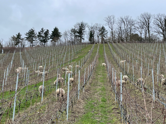 Biodynamica Heitlinger Schafe